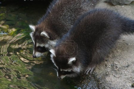 Photo for A cute racoon standing on the rock inside the zoo - Royalty Free Image