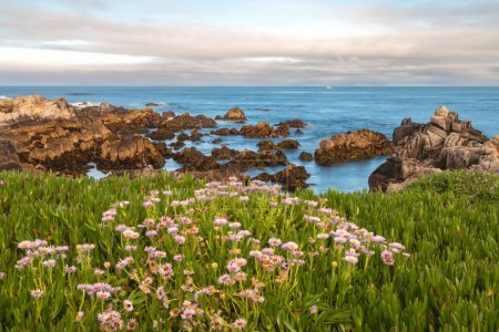 La floraison des marguerites côtières (Erigeron glaucus) le long de la côte de Monterey, Californie, États-Unis