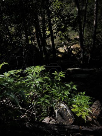 Foto de Un disparo vertical de hojas exuberantes de helecho en un bosque sobre un fondo borroso - Imagen libre de derechos