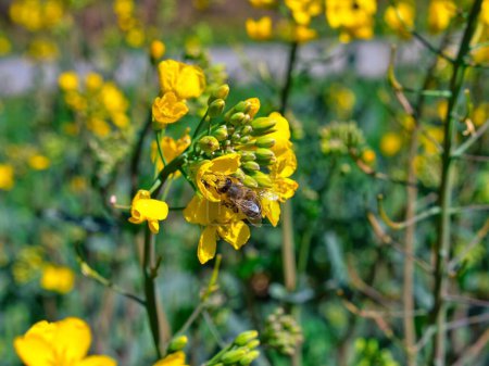 Téléchargez les photos : Une abeille recueillant du pollen sur une fleur de colza - en image libre de droit