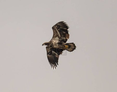 Foto de Un primer plano del águila de cola blanca volando en el cielo - Imagen libre de derechos