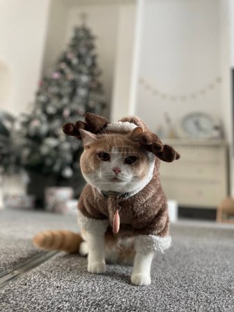 Photo for A vertical shot of adorable cat wearing cute outfit and sitting on home floor with Christmas tree in the background - Royalty Free Image