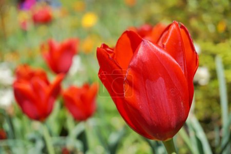 Téléchargez les photos : Des fleurs. La tulipe fleurit. Lumière et ombre. Fond rouge. Université Duke. Vibrations printanières. - en image libre de droit