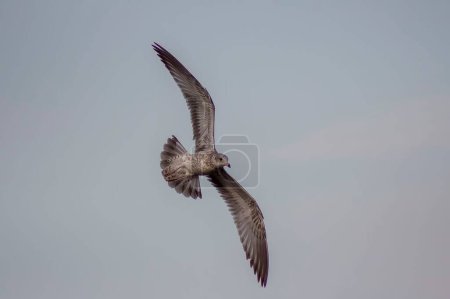 Foto de Una gran gaviota arenque volando con un cielo opaco en el fondo - Imagen libre de derechos