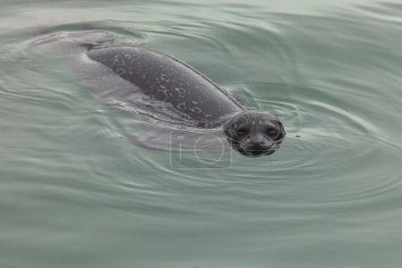 Photo for The California sea lion (Zalophus californianus) in the water - Royalty Free Image