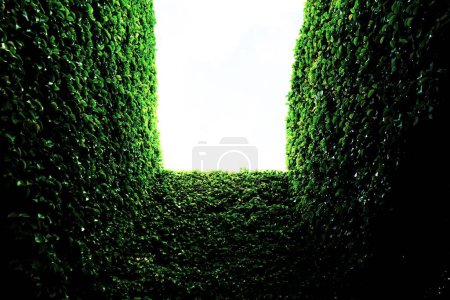 Photo for A low angle shot of green trimmed shrubs against the sky - Royalty Free Image