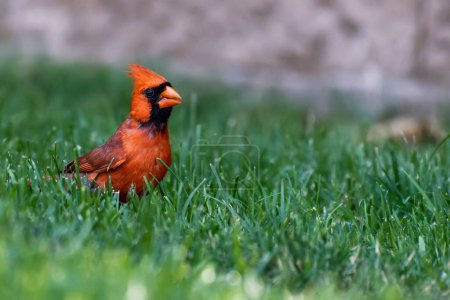 Photo for A closeup of a red Northern cardinal perched in green grass - Royalty Free Image