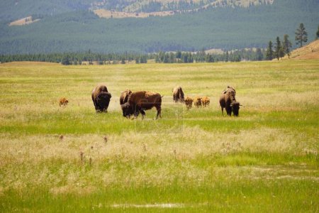 Photo for A scenic view of a group of bison grazing on a green field in Yellowstone National Park, USA - Royalty Free Image