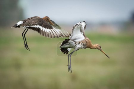 Photo for A pair of Black-tailed Godwits (Limosa limosa) flying in the nature - Royalty Free Image