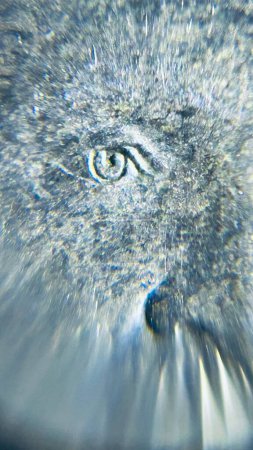 Foto de Un macroplano vertical de un ojo encontrado en una de las monedas de los Estados Unidos - Imagen libre de derechos