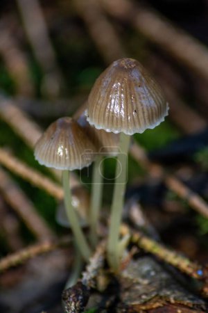 Photo for A vertical closeup shot of mycena epipterygia mushrooms. - Royalty Free Image