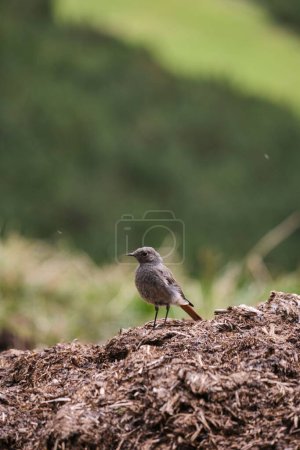 Photo for A vertical shot of a black redstart bird perched on a dirt mound - Royalty Free Image