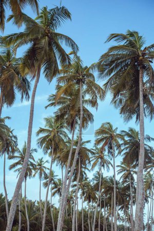 Photo for A low-angle shot of coconut trees in a beach - Royalty Free Image