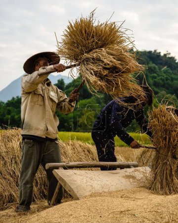 Foto de Un selectivo de un agricultor adulto con un sombrero de palma cosechando arroz en Nong Khiaw - Imagen libre de derechos