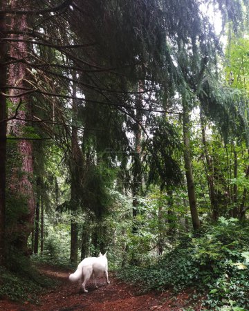 Photo for A vertical shot of a white dog walking in a green forest in the morning - Royalty Free Image