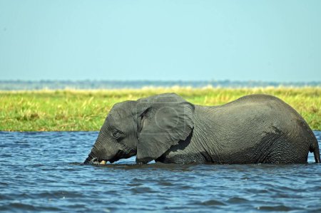 Téléchargez les photos : Un seul éléphant traverse la rivière Chobe, à Chobe National Part au Botswana, Af - en image libre de droit