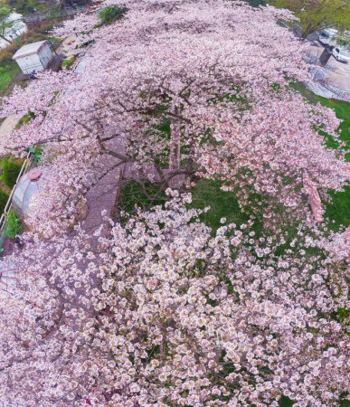 Photo for East Lake Cherry Blossom Park, also called Wuhan Moshan Cherry Blossom Park, is a park in the East Lake area of Wuchang District, Wuhan City, Hubei P - Royalty Free Image