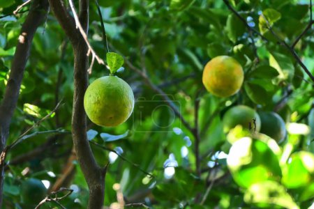 Téléchargez les photos : Plan rapproché d'oranges poussant sur un arbre - en image libre de droit