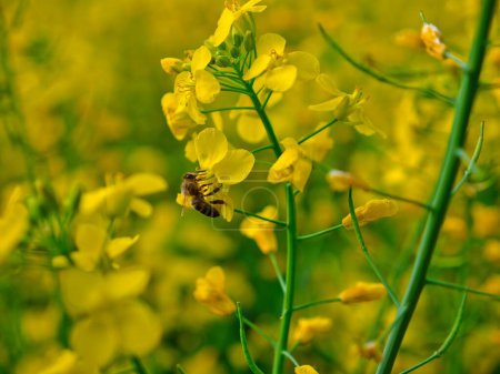 Foto de Una abeja recolectando polen en una flor de colza - Imagen libre de derechos