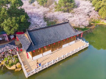 Téléchargez les photos : East Lake Cherry Blossom Park, également appelé Wuhan Moshan Cherry Blossom Park, est un parc dans la région East Lake du district de Wuchang, dans la ville de Wuhan, Hubei P - en image libre de droit