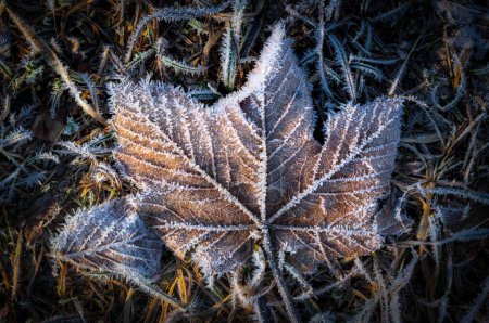Photo for A closeup of frozen leaf - Royalty Free Image