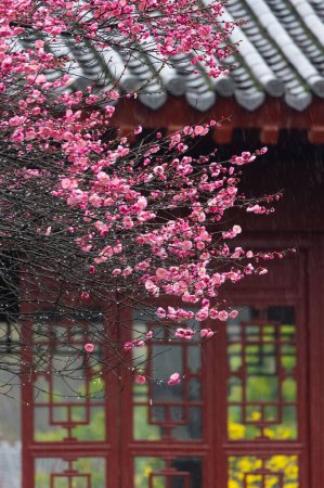 Photo for East Lake Plum blossom Garden is a famous place to enjoy plum flowers in China. It is surrounded by mountains and waters and has beautiful scenery. - Royalty Free Image