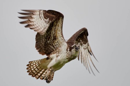 Téléchargez les photos : Plan rapproché d'un Balbuzard volant avec ses ailes grandes ouvertes - en image libre de droit
