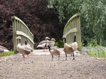 Photo for A morning walk of pet ducks - Royalty Free Image