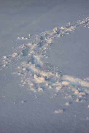 Foto de Huellas en la nieve blanca - Imagen libre de derechos