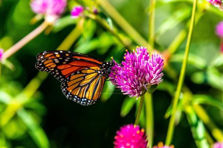 Foto de Un primer plano de una mariposa monarca naranja sobre una flor de trébol púrpura - Imagen libre de derechos