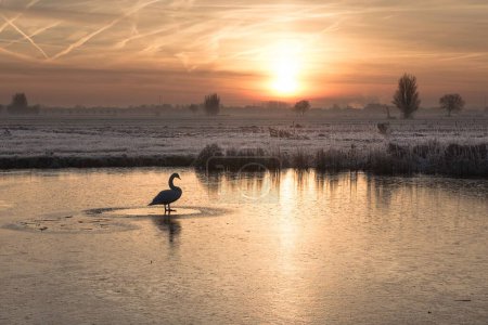 Photo for A lonely swan standing on the icy lake, surrounded by snow-covered plants during the sunset - Royalty Free Image