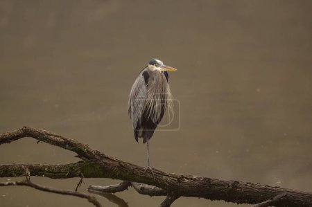 Téléchargez les photos : Gros plan d'un grand oiseau héron debout sur une branche d'arbre dans une rivière - en image libre de droit