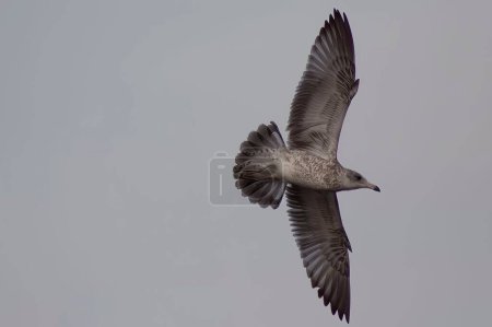Photo for A seagull during flight in background of sky - Royalty Free Image