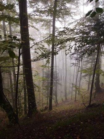 Téléchargez les photos : Un plan vertical de pins verts dans une forêt sous un ciel brumeux - en image libre de droit