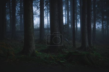 Téléchargez les photos : Un beau cliché d'une sombre forêt sombre et sombre - en image libre de droit