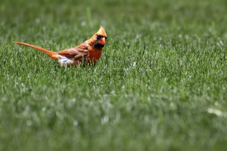 Foto de Un pájaro cardenal del norte sobre hierba verde. - Imagen libre de derechos