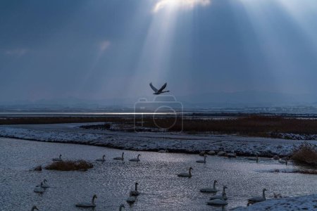 Téléchargez les photos : Vue panoramique d'un oiseau volant au-dessus d'un lac où un troupeau de cygnes nage en hiver - en image libre de droit