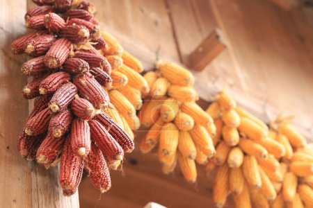 Photo for A selective of corns hanging to dry on a door frame - Royalty Free Image