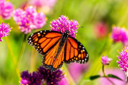 Téléchargez les photos : Gros plan d'un papillon monarque orange sur une fleur de trèfle violet - en image libre de droit