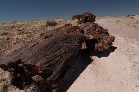 Téléchargez les photos : A Closeup of a Petrified wood fossile in Petrified Forest National Park, AZ, États-Unis - en image libre de droit
