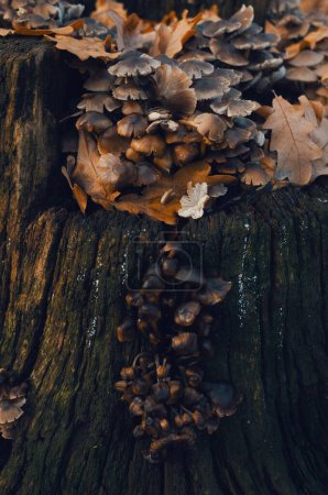 Téléchargez les photos : Gros plan vertical d'un tronc d'arbre avec champignon envahi - en image libre de droit