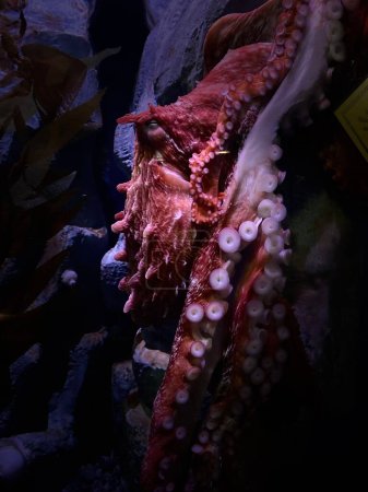 A vertical shot of an underwater Giant Pacific octopus in the dark