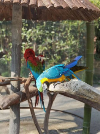 Téléchargez les photos : Un plan vertical de deux ara aras colorés perchés sur une plate-forme boisée dans le zoo - en image libre de droit