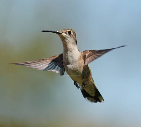Photo for A close-up shot of a Black-chinned hummingbird flying with its wide-open wings - Royalty Free Image