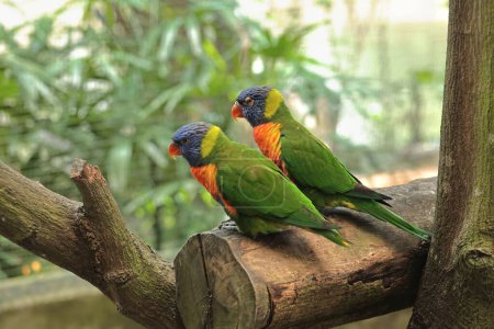 Téléchargez les photos : Deux perroquets loriini perchés sur une surface en bois sur un fond flou - en image libre de droit
