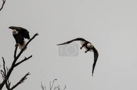 Foto de Una hermosa vista de las águilas calvas en vuelo - Imagen libre de derechos