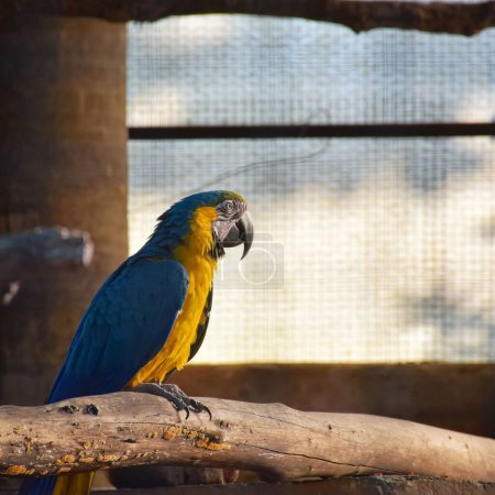 Téléchargez les photos : Un perroquet ara perché sur du bois - en image libre de droit