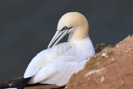 Photo for A white northern gannet perching on rock - Royalty Free Image