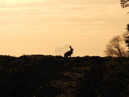 Téléchargez les photos : Une image d'un lapin silhouette au loin - en image libre de droit