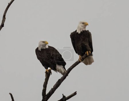 Foto de Las dos águilas calvas posadas en la rama del árbol - Imagen libre de derechos